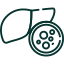 Hepatocellular Carcinoma (HCC) liver cancer icon